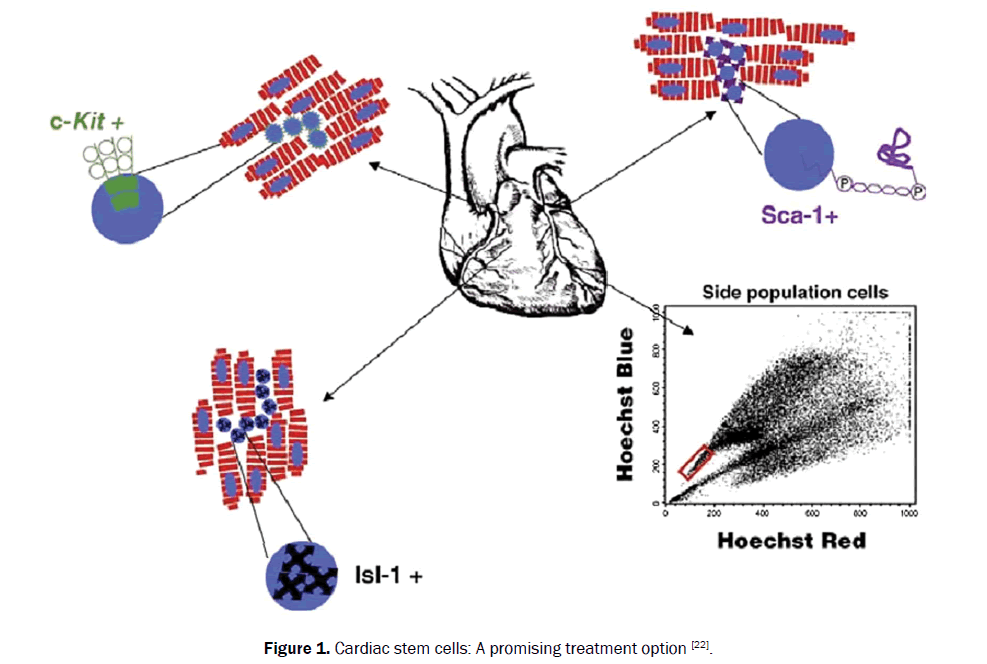 medical-and-health-sciences-Cardiac-stem