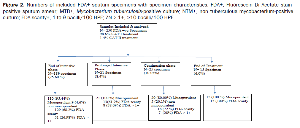 medical-and-health-sciences-stainpositive-sputum