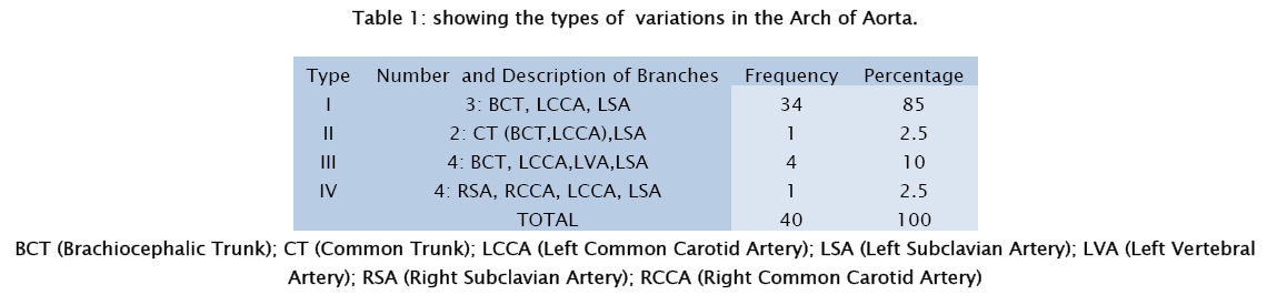 medical-health-sciences-Arch-Aorta