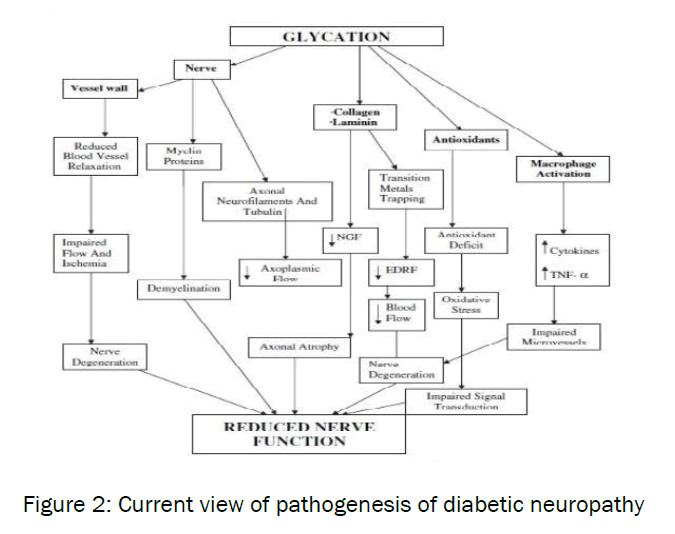 medical-health-sciences-Current-view-pathogenesis-diabetic