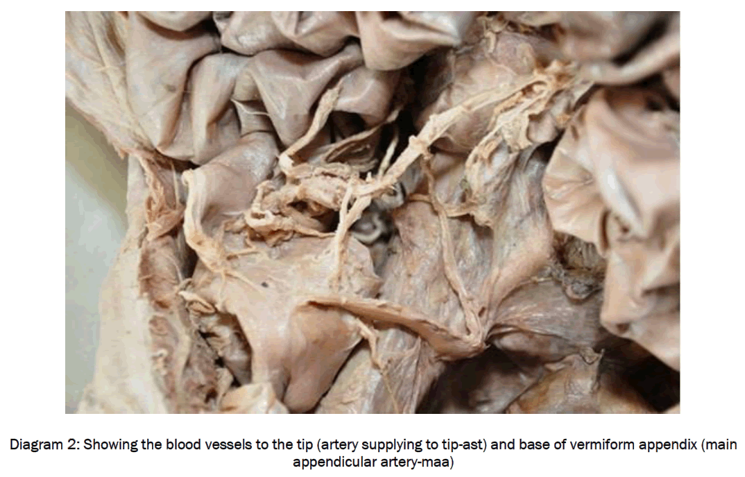 medical-health-sciences-Showing-blood-vessels