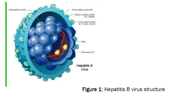 medical-health-sciences-virus-structure