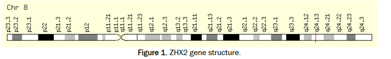 medicinal-health-sciences-gene-structure