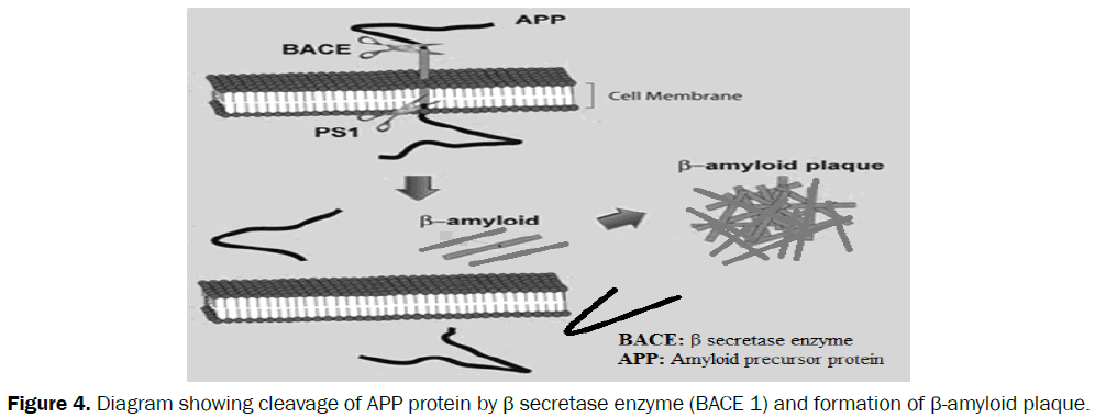 medicinal-organic-chemistry-APP-protein