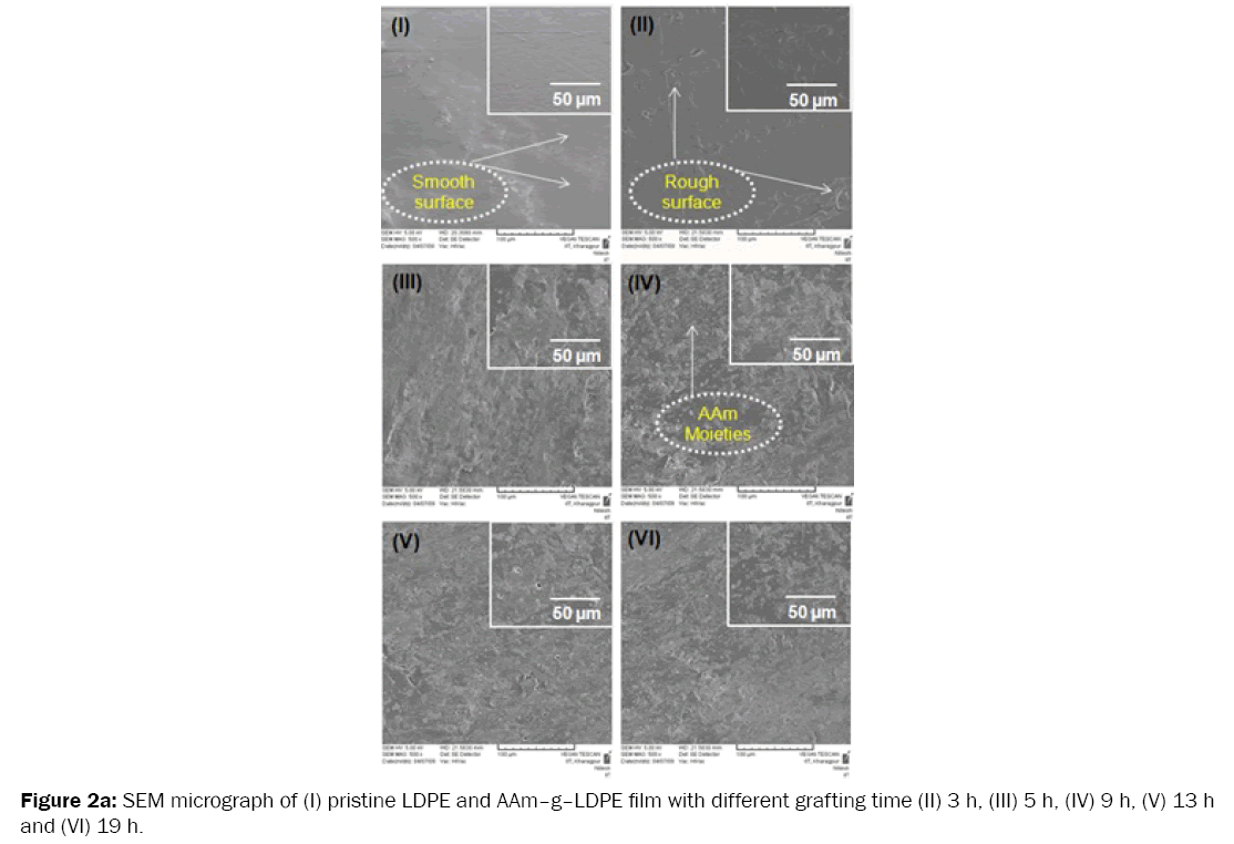 medicinal-organic-chemistry-SEM-micrograph