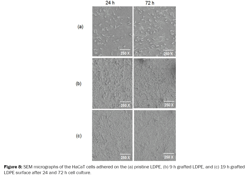 medicinal-organic-chemistry-SEM-micrographs