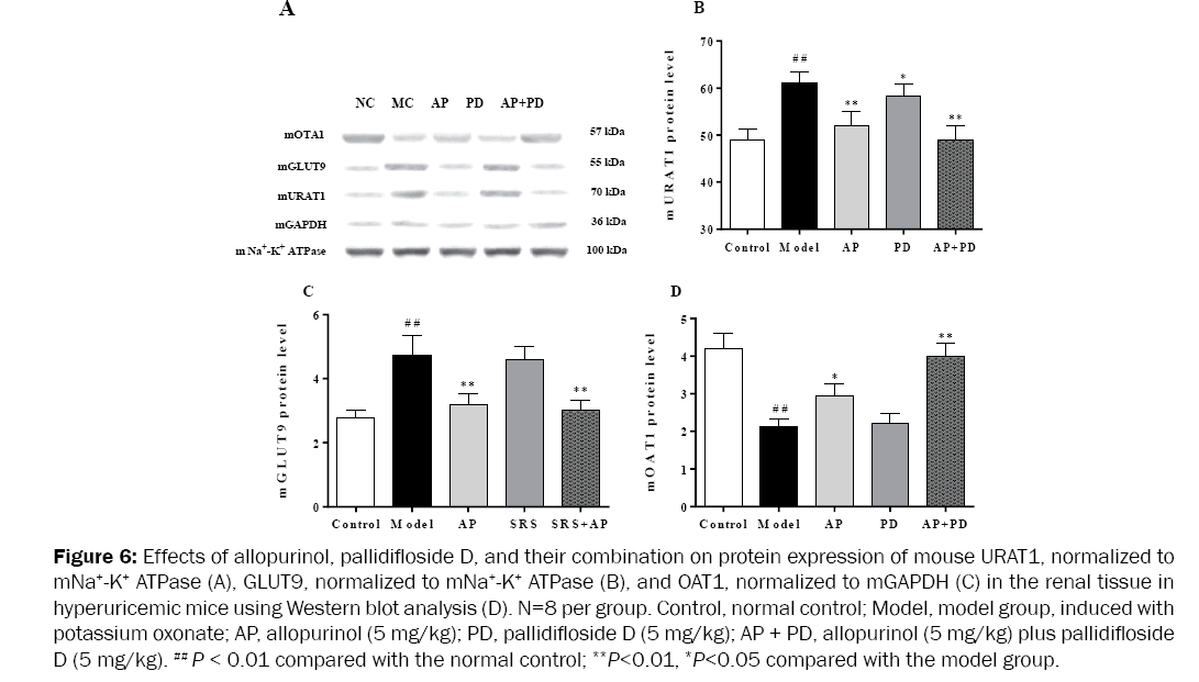 medicinal-organic-chemistry-protein-expression-mouse-URAT1