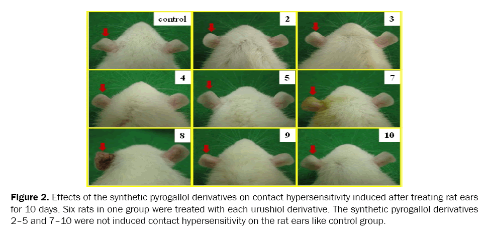 medicinal-organic-chemistry-treating-rat-ears