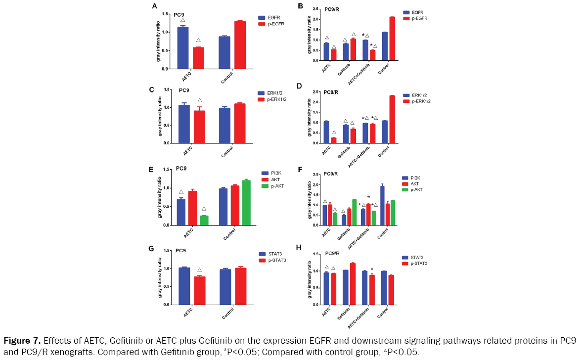 microbiology-and-biotechnology-Gefitinib-expression-EGFR-downstream-signaling-pathways