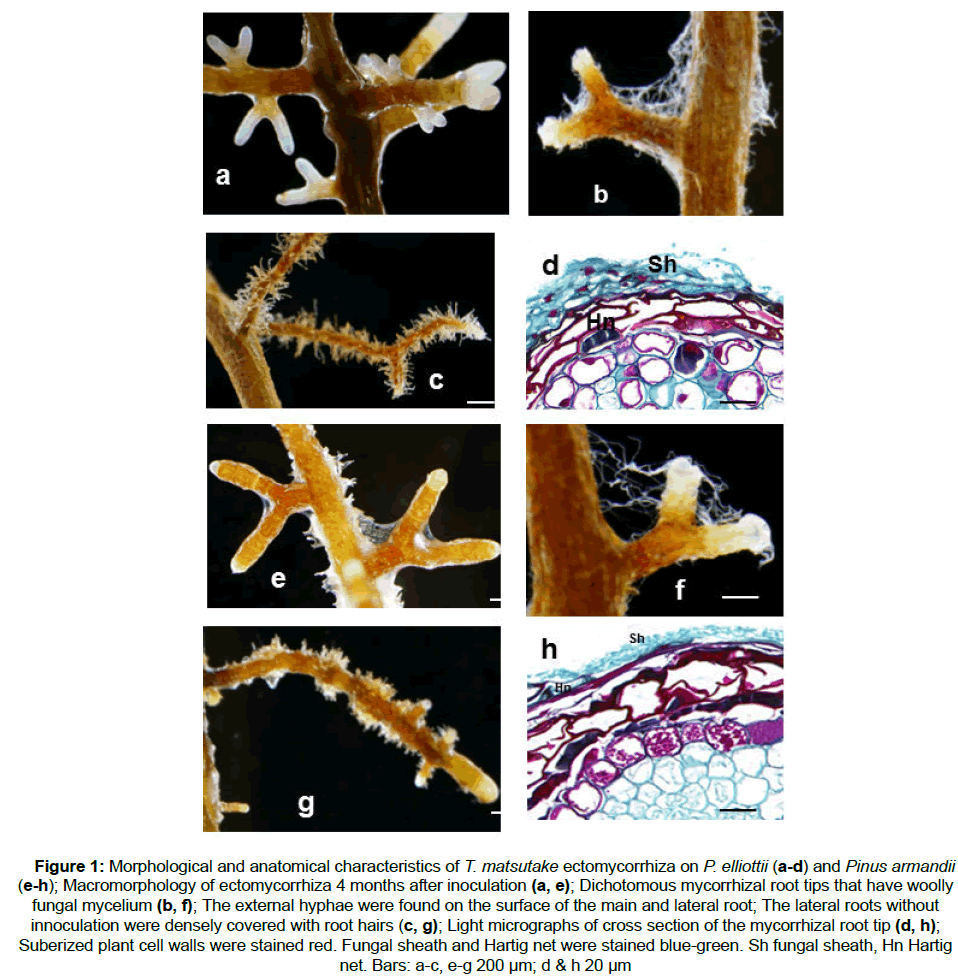 microbiology-and-biotechnology-Morphological-anatomical