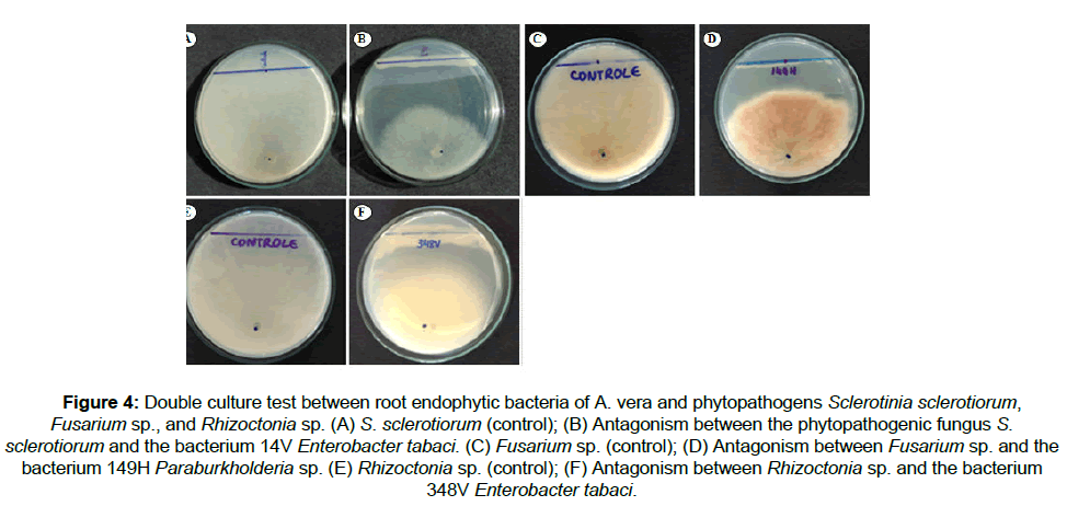microbiology-and-biotechnology-Sclerotinia-sclerotiorum