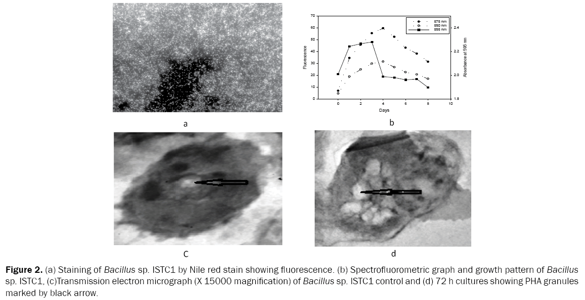 microbiology-and-biotechnology-Staining-Bacillus