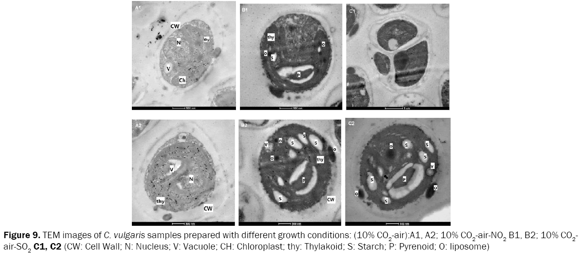 microbiology-and-biotechnology-TEM-images-vulgaris-samples-prepared