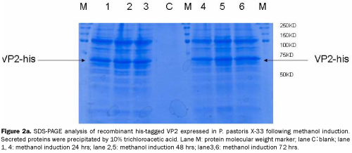 microbiology-and-biotechnology-analysis-of-recombinant