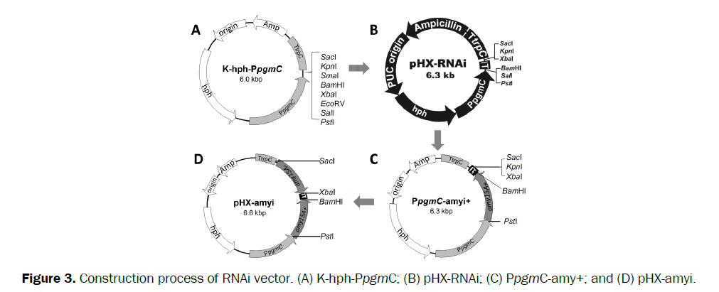 microbiology-and-biotechnology-construction-process