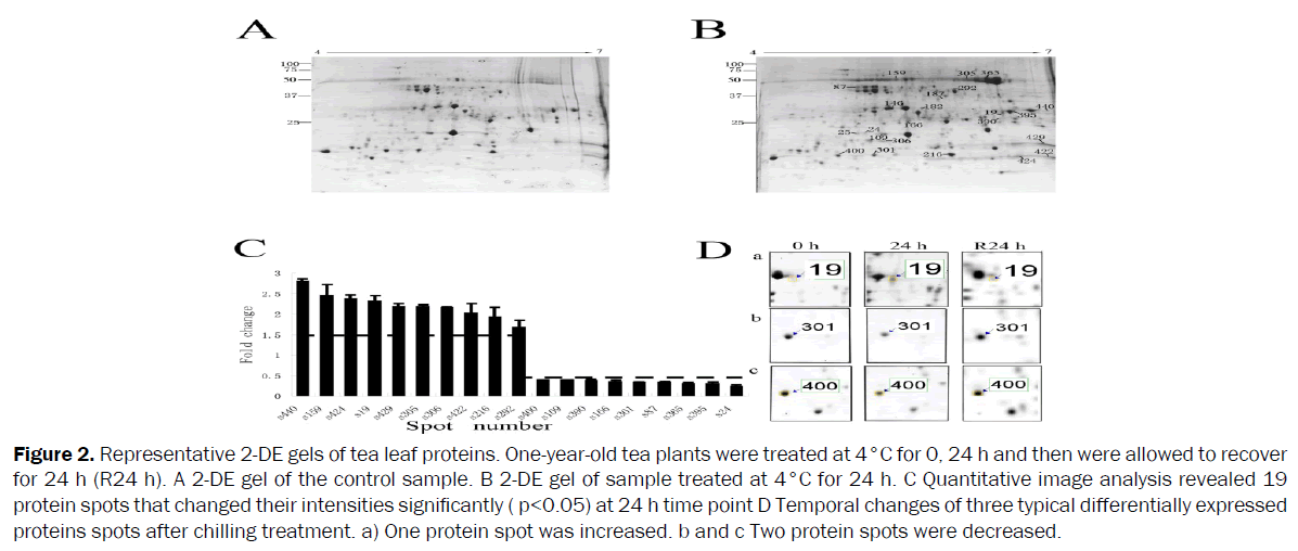 microbiology-and-biotechnology-gels-of-tea-leaf-proteins