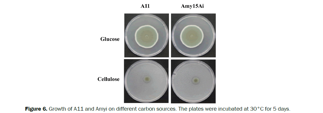 microbiology-and-biotechnology-growth-of-a11