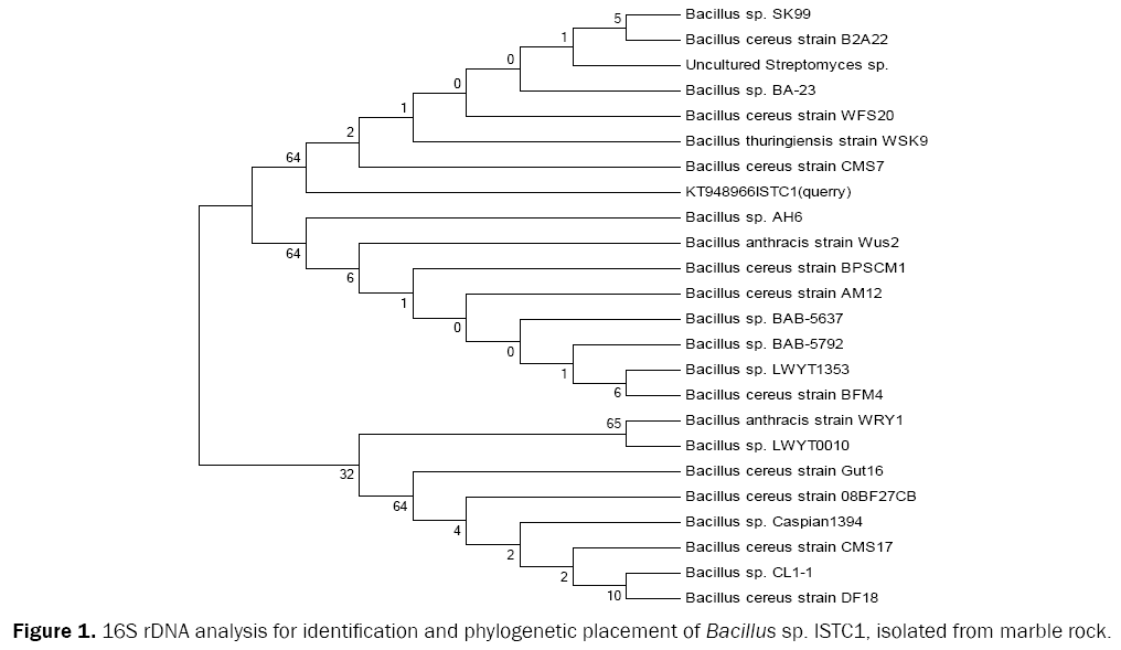 microbiology-and-biotechnology-rDNA-analysis-identification