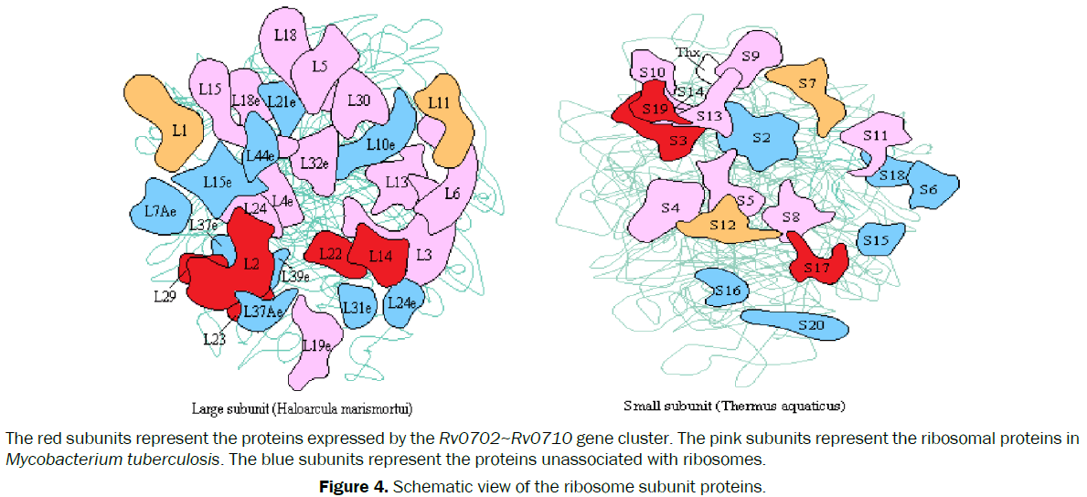 microbiology-and-biotechnology-ribosome-subunit-proteins