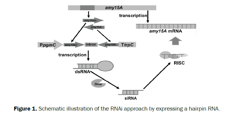 microbiology-and-biotechnology-rnai-approach