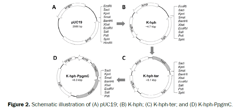 microbiology-and-biotechnology-schematic-illustration