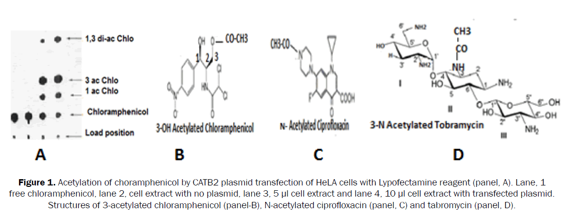 microbiology-biotechnology-Acetylation-choramphenicol