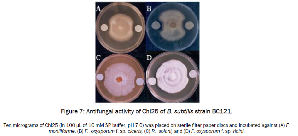 microbiology-biotechnology-Antifungal-activity-Chi25