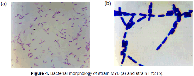 microbiology-biotechnology-Bacterial-morphology-strain