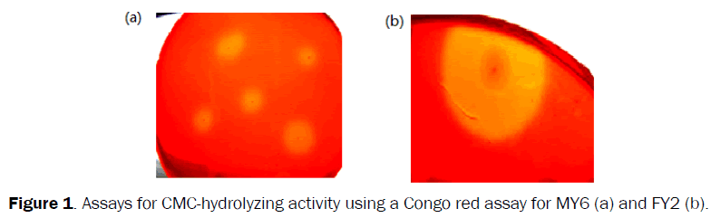 microbiology-biotechnology-CMC-hydrolyzing-Congo