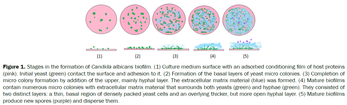 microbiology-biotechnology-Candida-albicans-biofilm