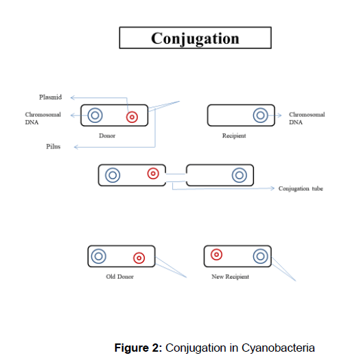 microbiology-biotechnology-Conjugation