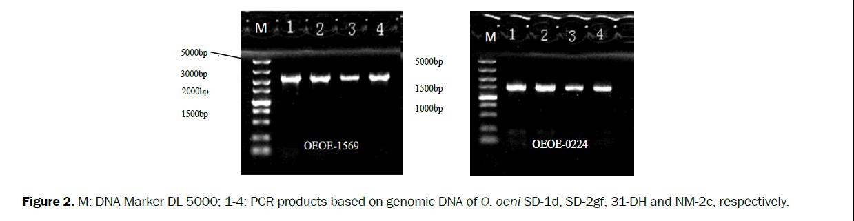 microbiology-biotechnology-DNA-Marker