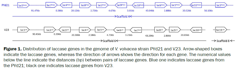 microbiology-biotechnology-Distribution-laccase-genes