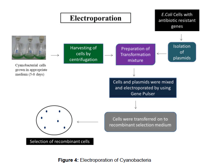 microbiology-biotechnology-Electroporation