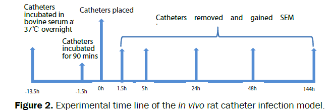 microbiology-biotechnology-Experimental-time-line