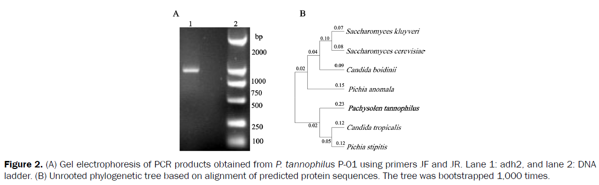 microbiology-biotechnology-Gel-electrophoresis