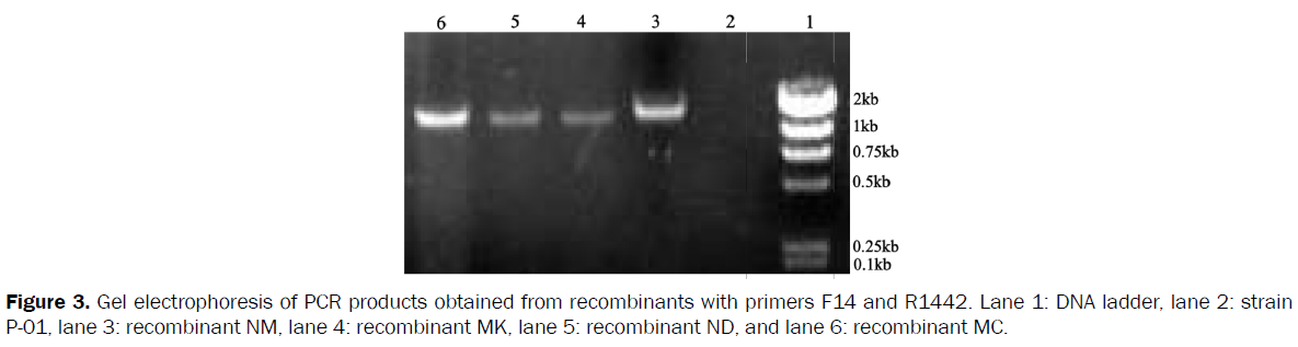 microbiology-biotechnology-Gel-electrophoresis-PCR