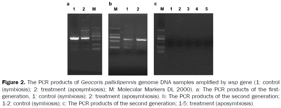 microbiology-biotechnology-Geocoris-pallidipennis-genome