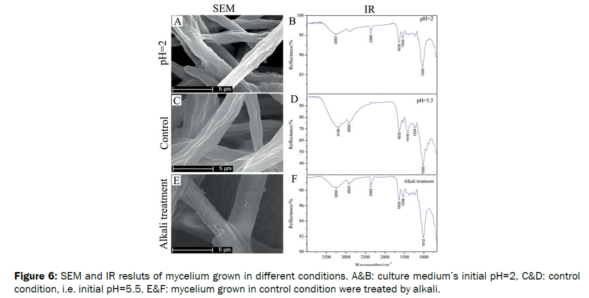 microbiology-biotechnology-IR-resluts-mycelium-grown