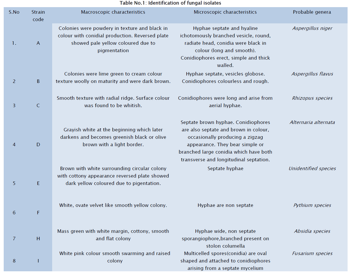 microbiology-biotechnology-Identification-fungal-isolates