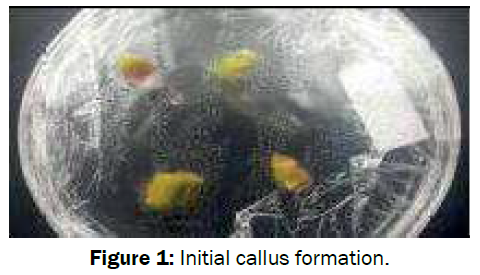 microbiology-biotechnology-Initial-callus-formation