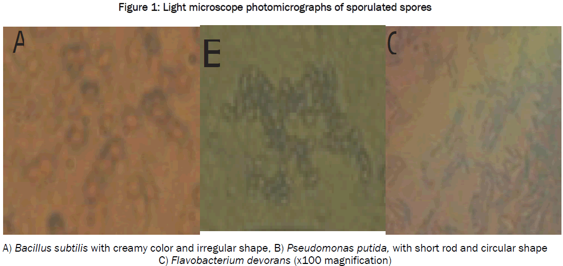 microbiology-biotechnology-Light-microscope-photomicrographs