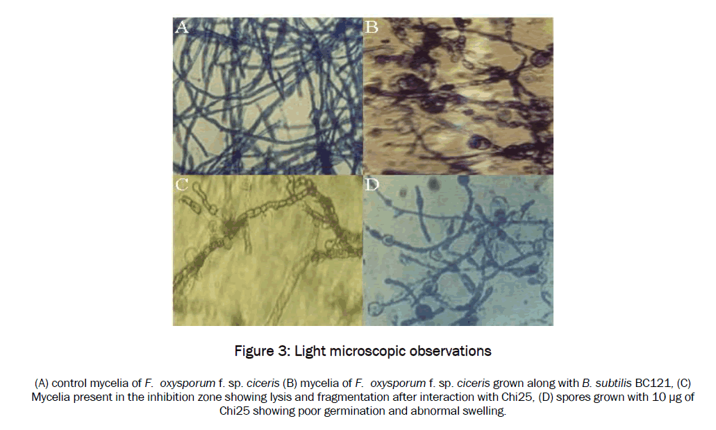 microbiology-biotechnology-Light-microscopic-observations