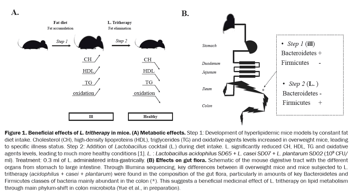 microbiology-biotechnology-Metabolic-effects