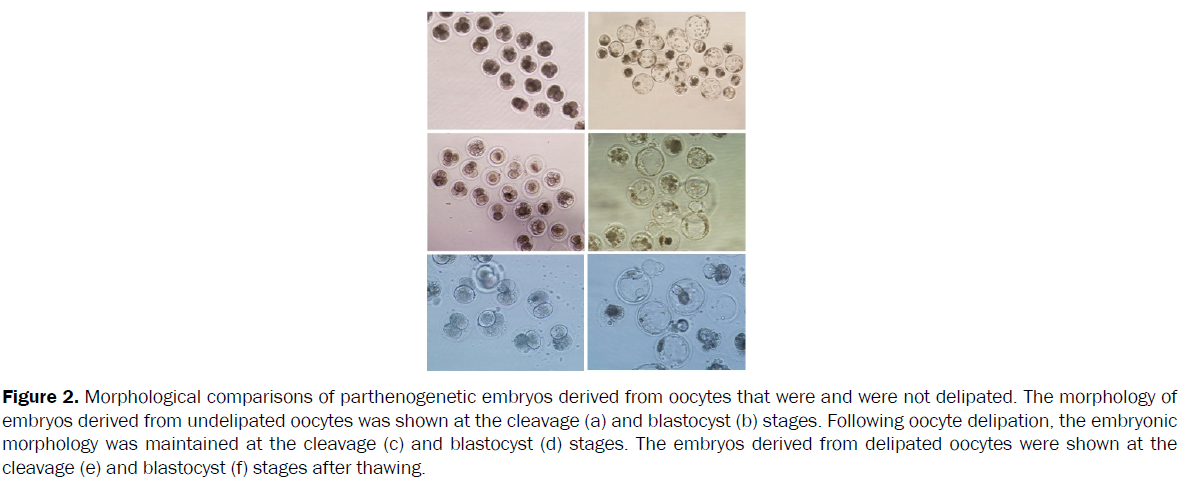 microbiology-biotechnology-Morphological-comparisons