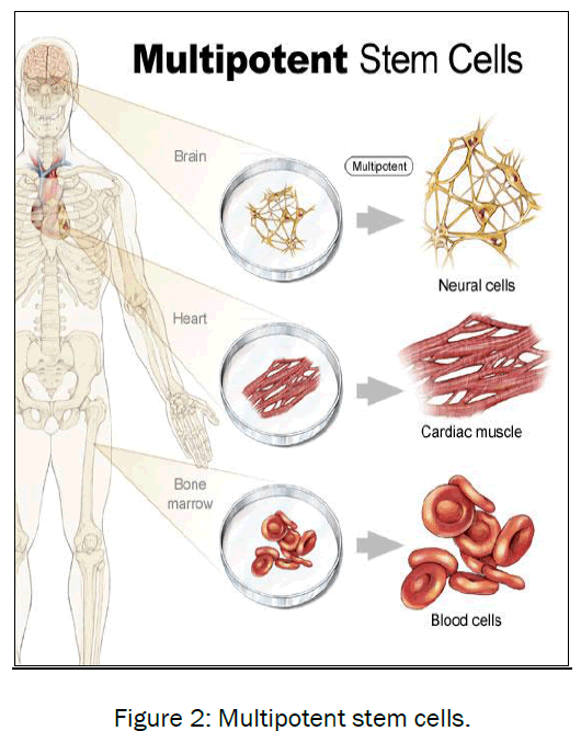 microbiology-biotechnology-Multipotent-stem