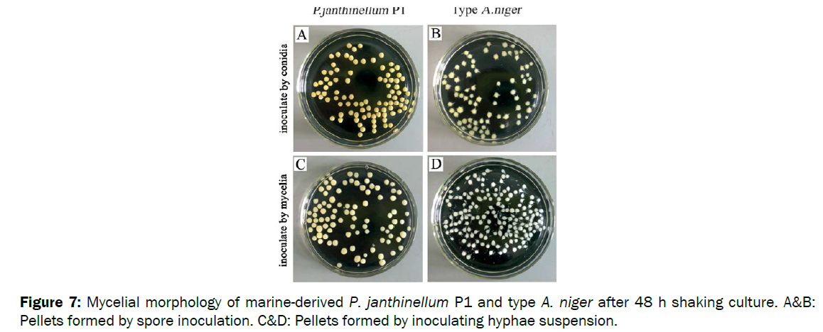 microbiology-biotechnology-Mycelial-morphology