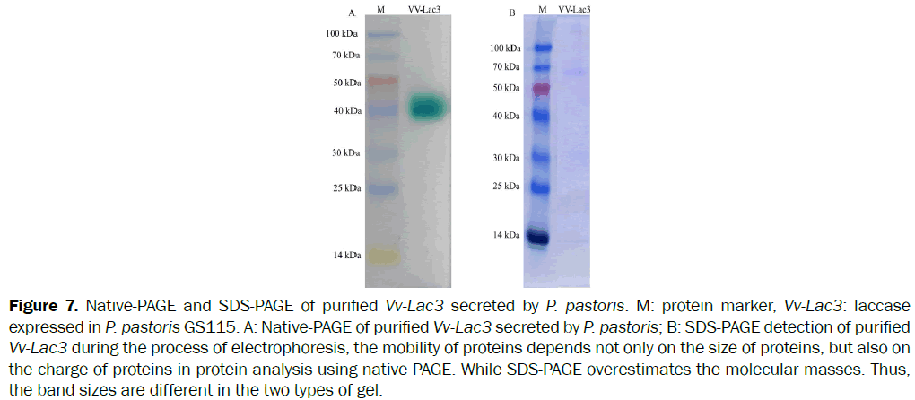 microbiology-biotechnology-Native-PAGE-secreted