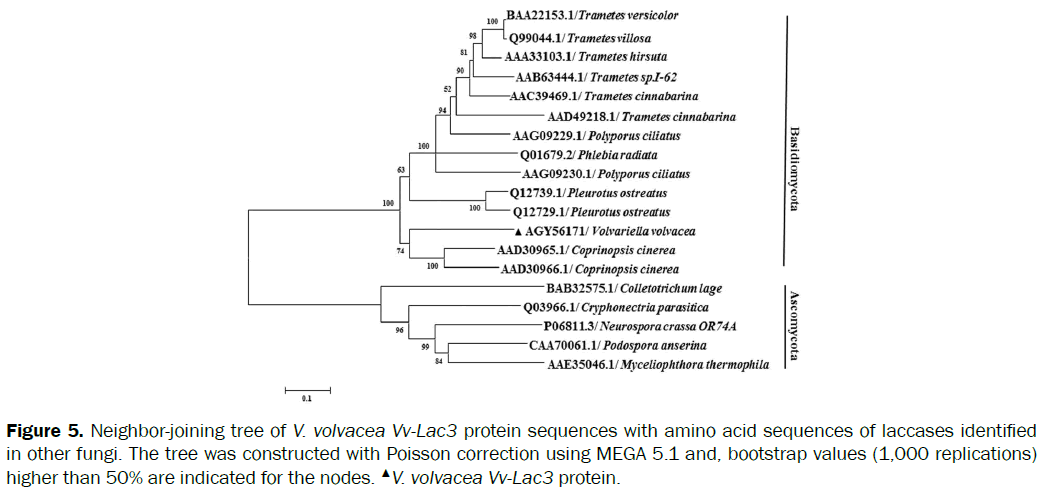 microbiology-biotechnology-Neighbor-joining-protein