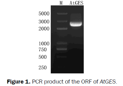 microbiology-biotechnology-PCR-product-ORF
